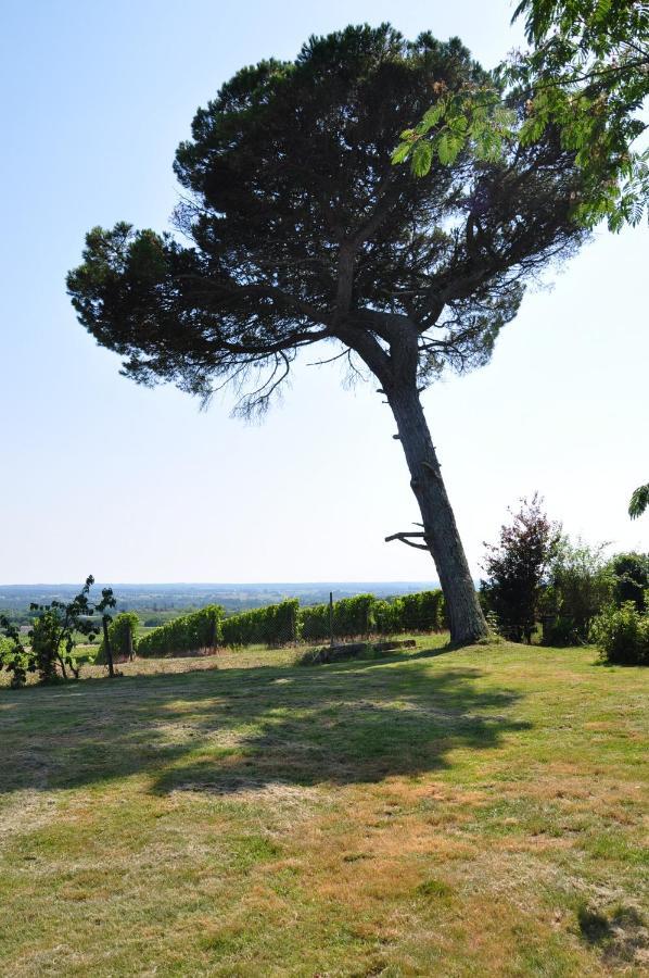 CLOS SAINT SAUVEUR - guesthouse au coeur des vignes sur le coteau Extérieur photo